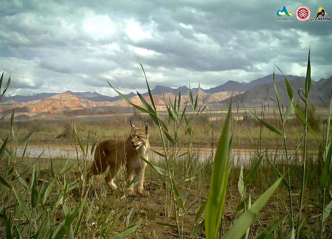 猞猁和雪兔,雪兔和猞猁