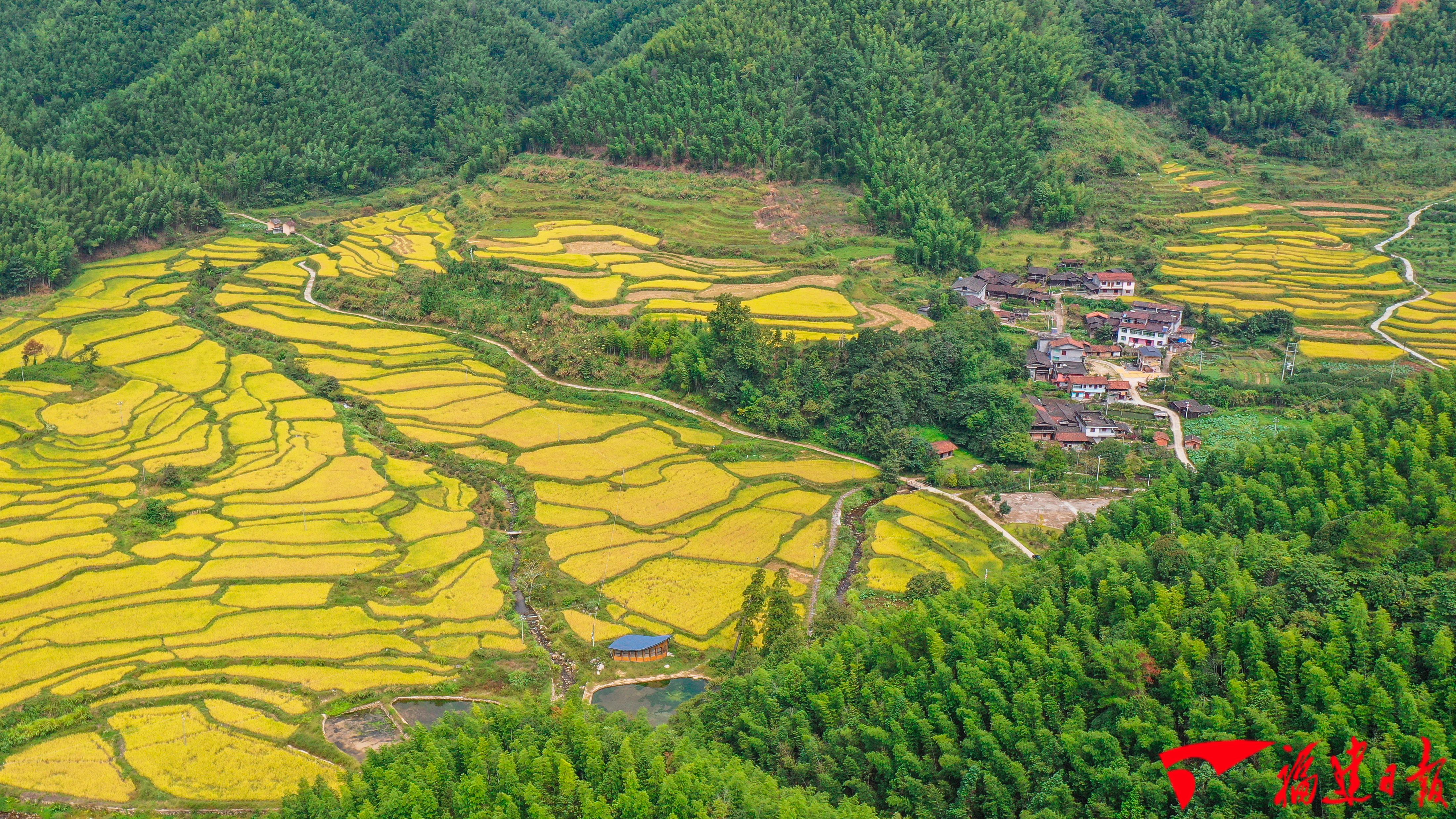 建宁水稻种子,建宁县水稻种子