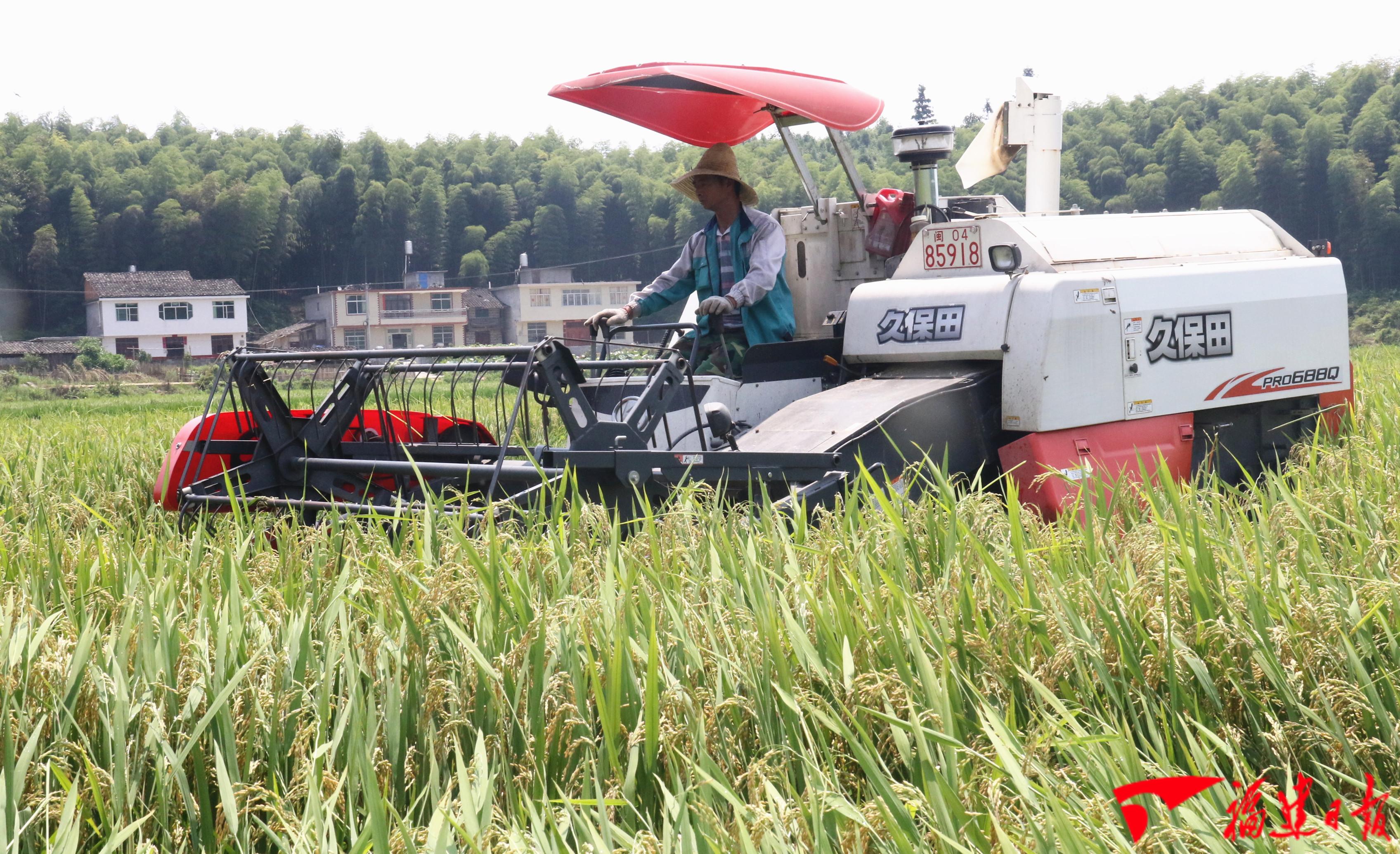 建宁水稻种子,建宁县水稻种子