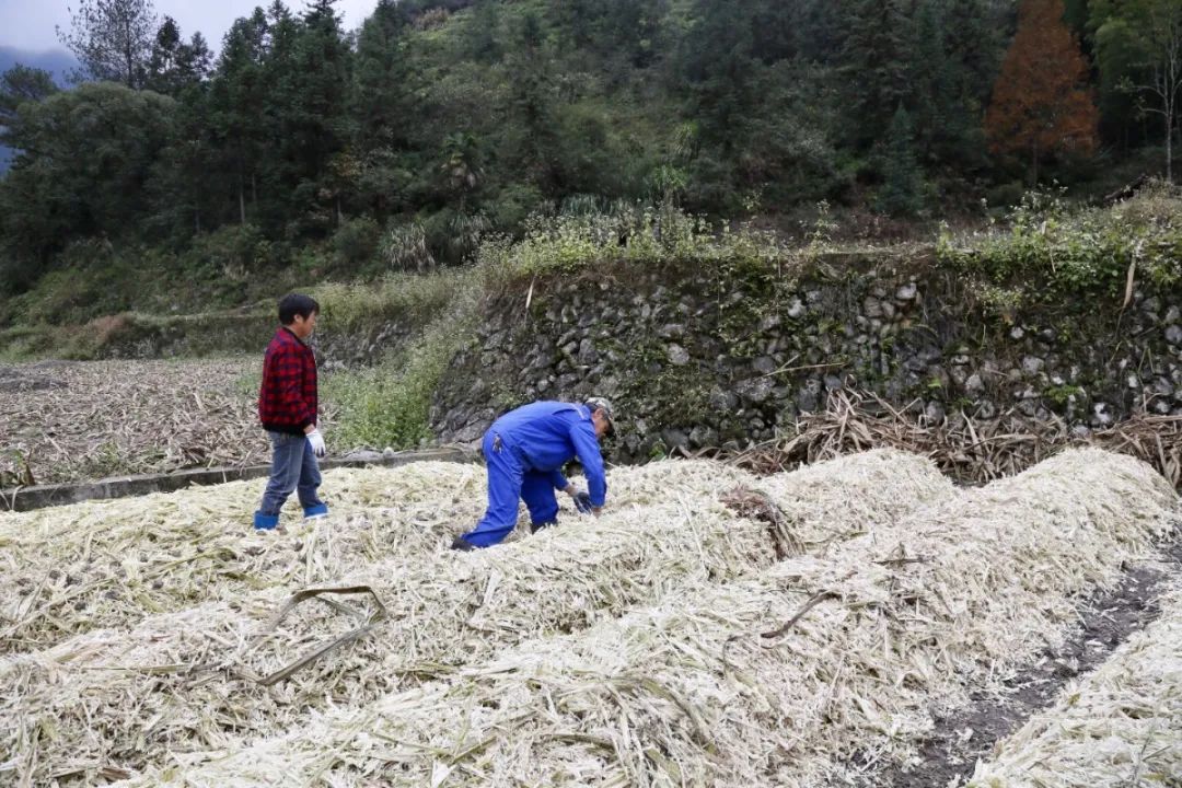 甘蔗废料利用,甘蔗废料可以直接做肥料