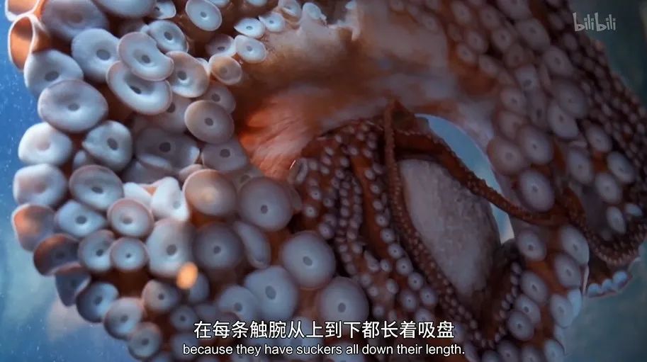 猫的咕噜声能缓解紧张吗,猫的咕噜噜声能够帮助长高吗