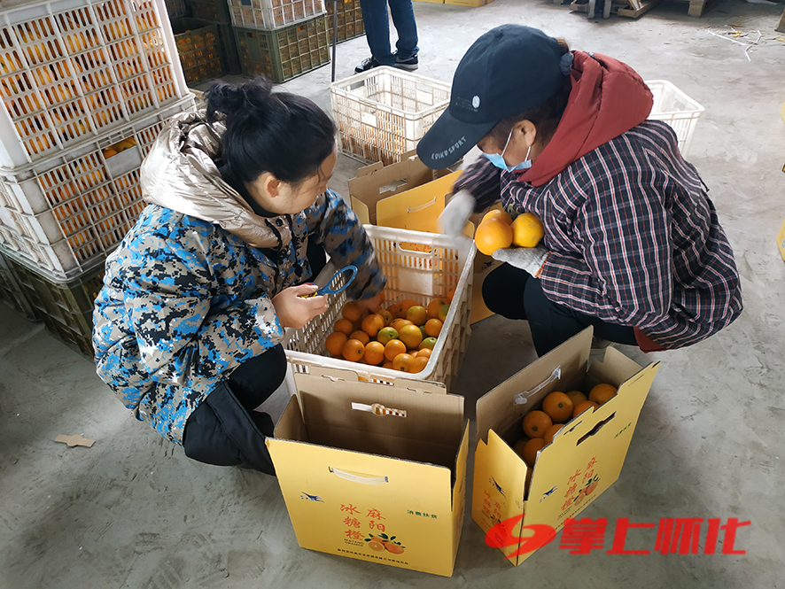 柑橘上市,柑橘生产旺季是什么时候