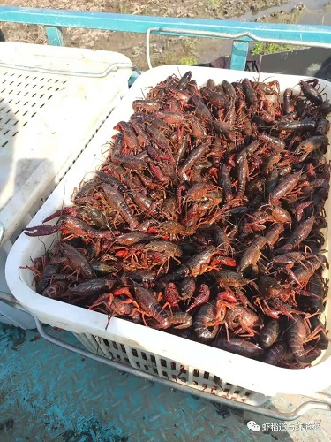 稻虾养殖一亩田的收益,90后致富带头人稻虾养殖