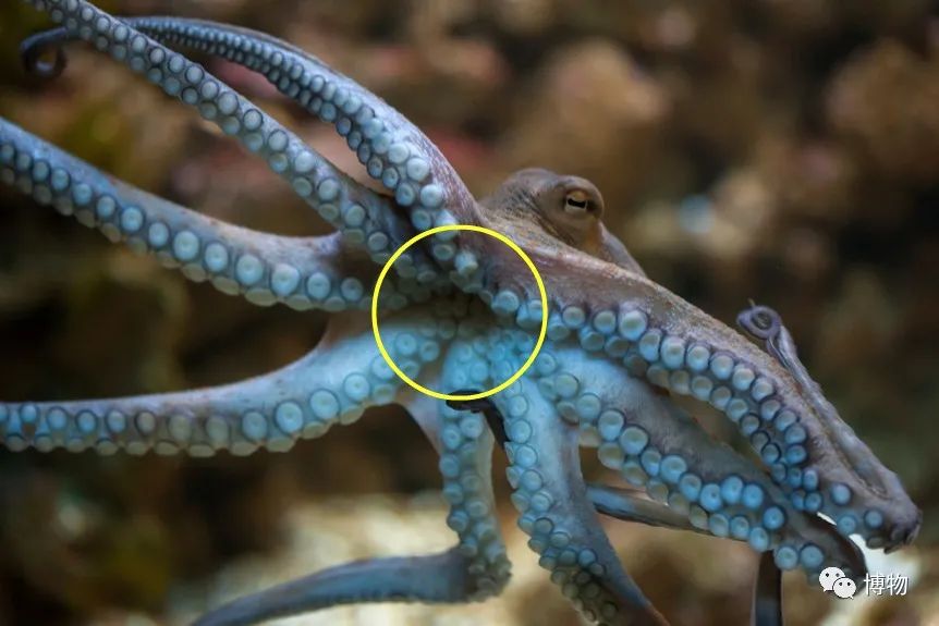 章鱼嘟嘴是真的吗,章鱼嘟嘟嘟