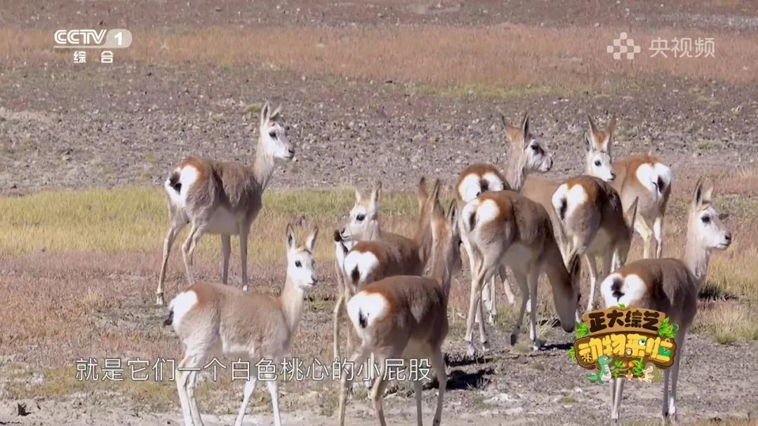 谁是动物界的“最强甩干机”？今天18:00档，CCTV-1《正大综艺·动物来啦》为你揭晓→