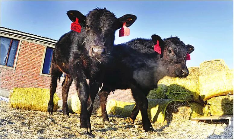 大庆牛冲天,大庆牛气冲天