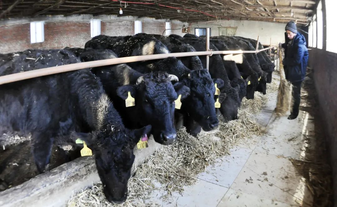 大庆牛冲天,大庆牛气冲天