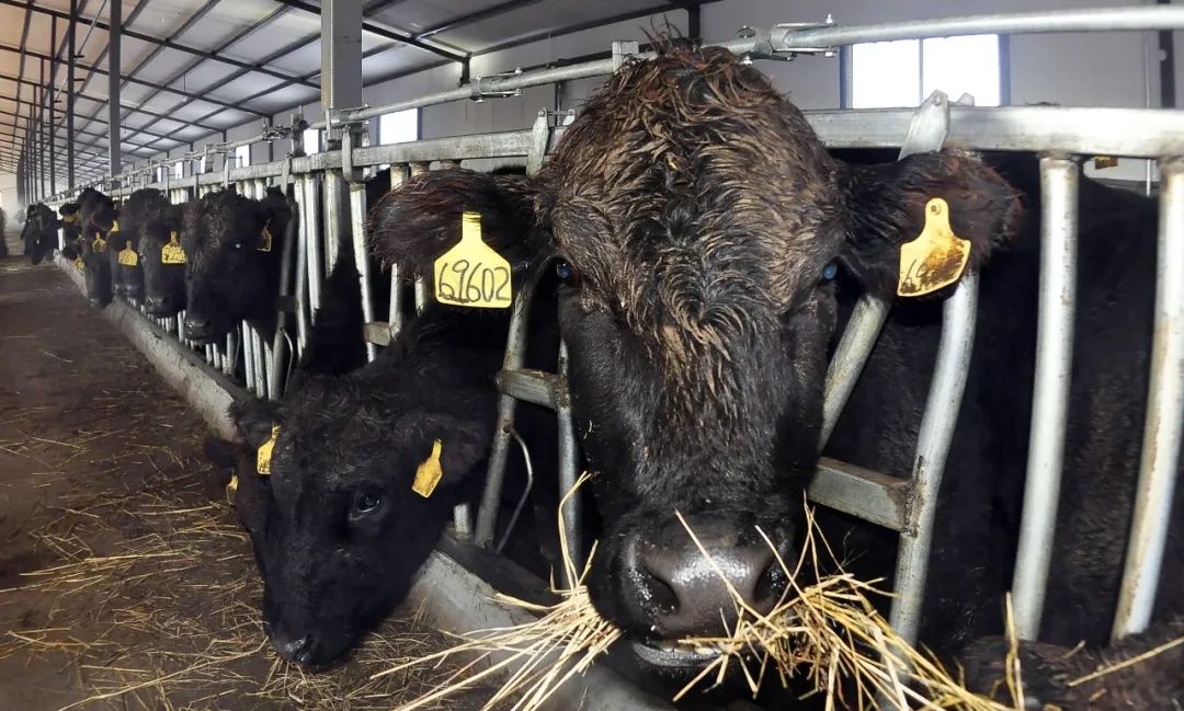 大庆牛冲天,大庆牛气冲天