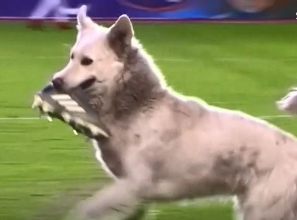 影／狗狗大盗乱入足球赛！叼鞋狂奔　「躺地耍赖不走」眼神超无辜