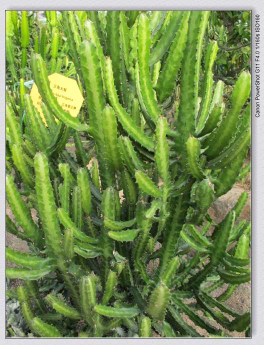 石油科普小知识,绿色石油与普通石油的区别