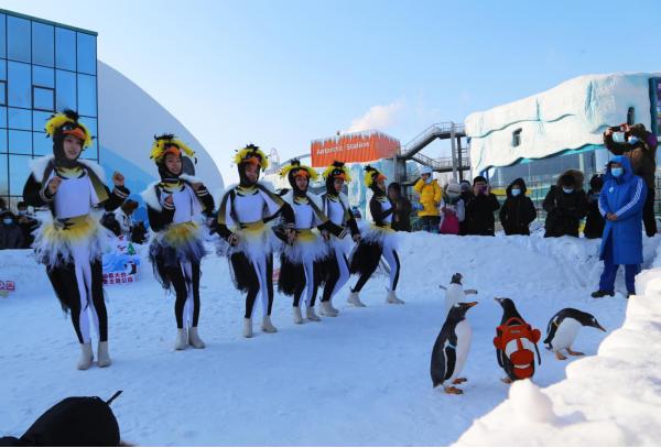 淘学企鹅冰雪巡游游玩攻略,淘学企鹅冰雪巡游启幕