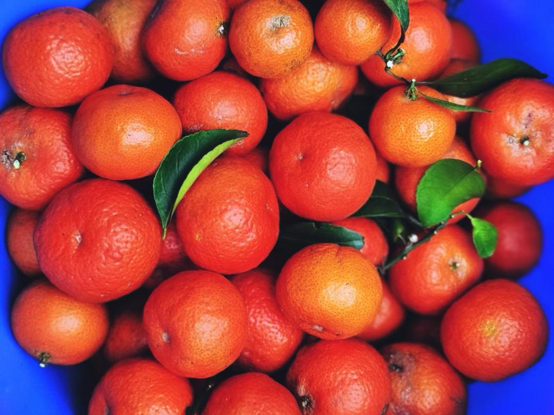 沙糖桔成熟果软,肇庆四会沙糖桔
