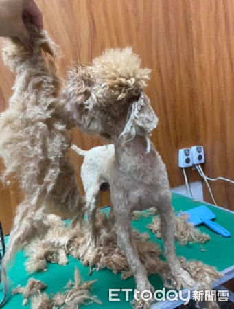 贵宾掀起「整片打结大衣」吓死人！美容师叹：穿可爱衣前请梳毛