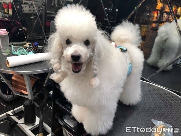 贵宾掀起「整片打结大衣」吓死人！美容师叹：穿可爱衣前请梳毛