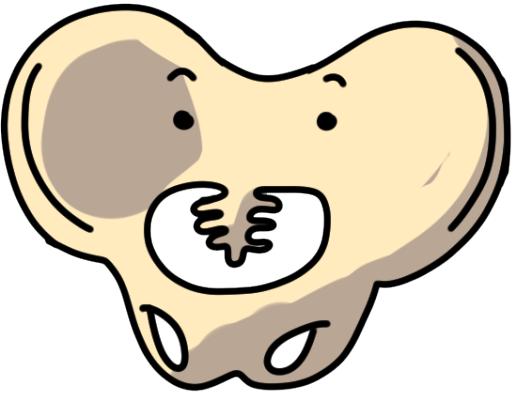 女人盆腔周围有哪些器官,女性身体背后内脏器官分布