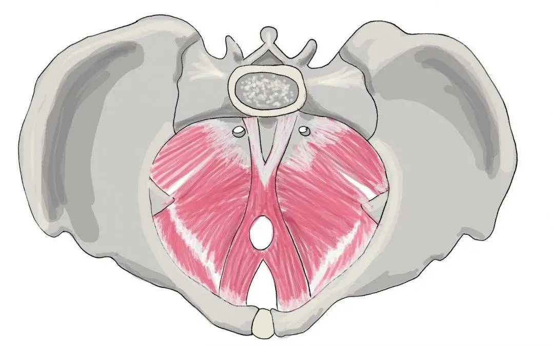女人盆腔周围有哪些器官,女性身体背后内脏器官分布