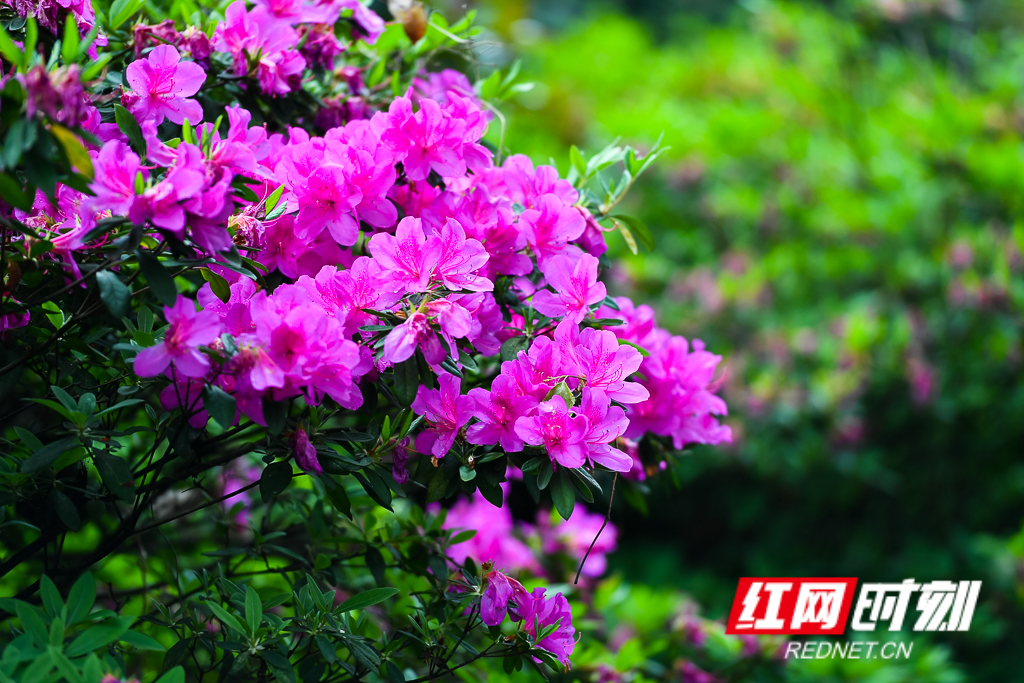 花卉产业大有可为,苗木花卉产业发展调研报告