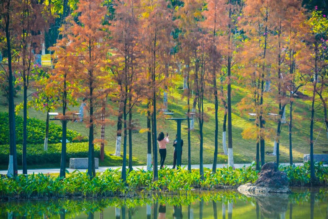 1月最美的佛山藏在这里！全部免费赏！