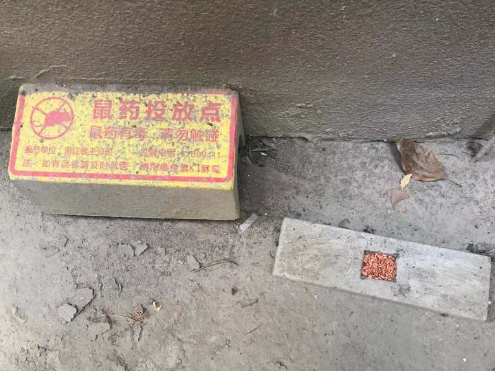 物业有义务帮忙抓老鼠吗,小区老鼠出没社区帮忙消灭