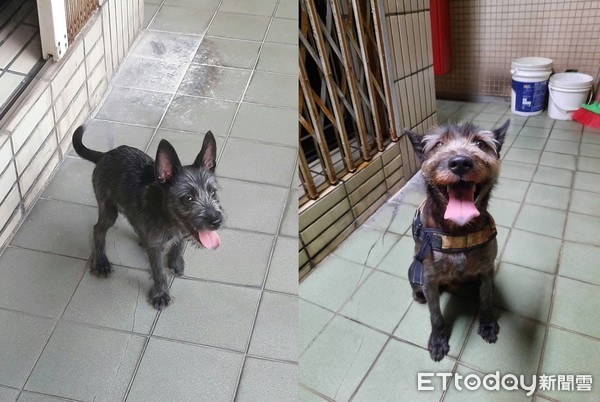 想领养一只雪纳瑞狗,雪纳瑞奶狗免费领养