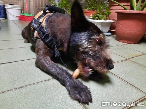 想领养一只雪纳瑞狗,雪纳瑞奶狗免费领养