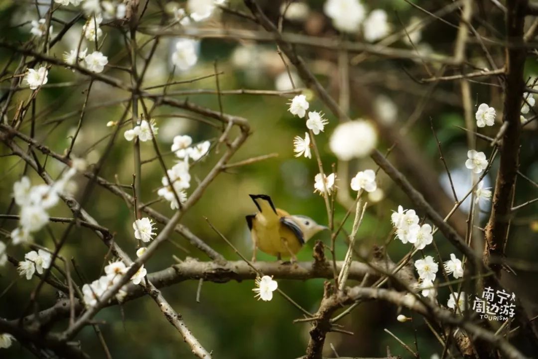 南宁赏花2022,赏花攻略南宁
