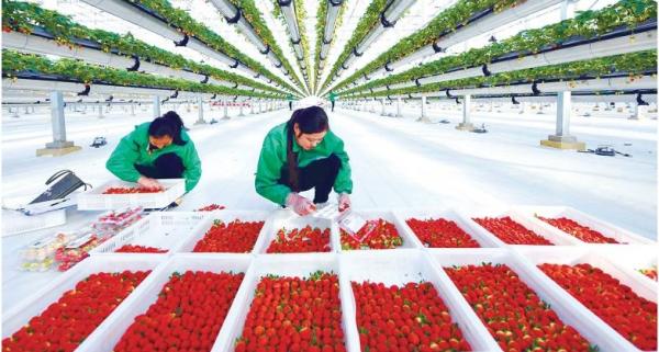 我国数字乡村新变化调查,乡村数字化发展历程