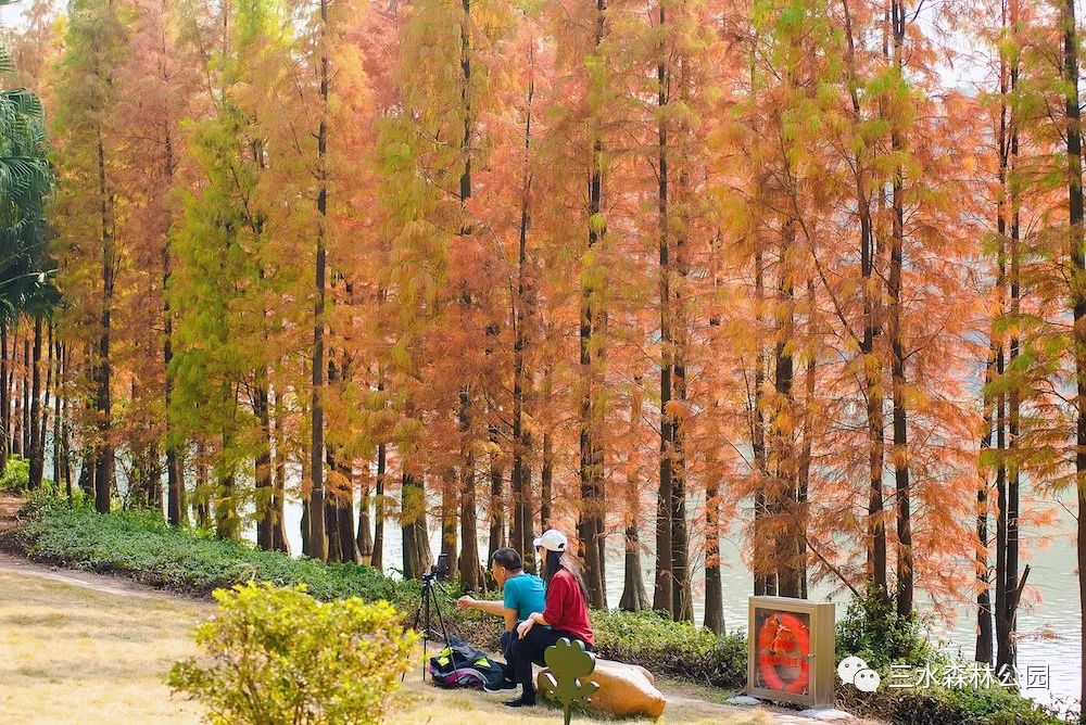 1月最美的佛山藏在这里！全部免费赏！