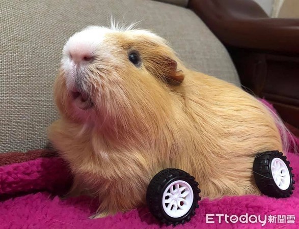 COS爆红《天竺鼠车车》！　它「前轮陷肥肚」傻爆眼：跑不动