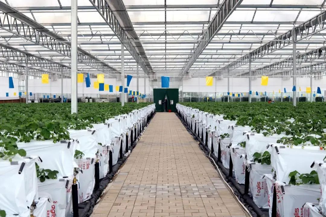 青岛采摘旅游攻略,青岛春节草莓采摘攻略