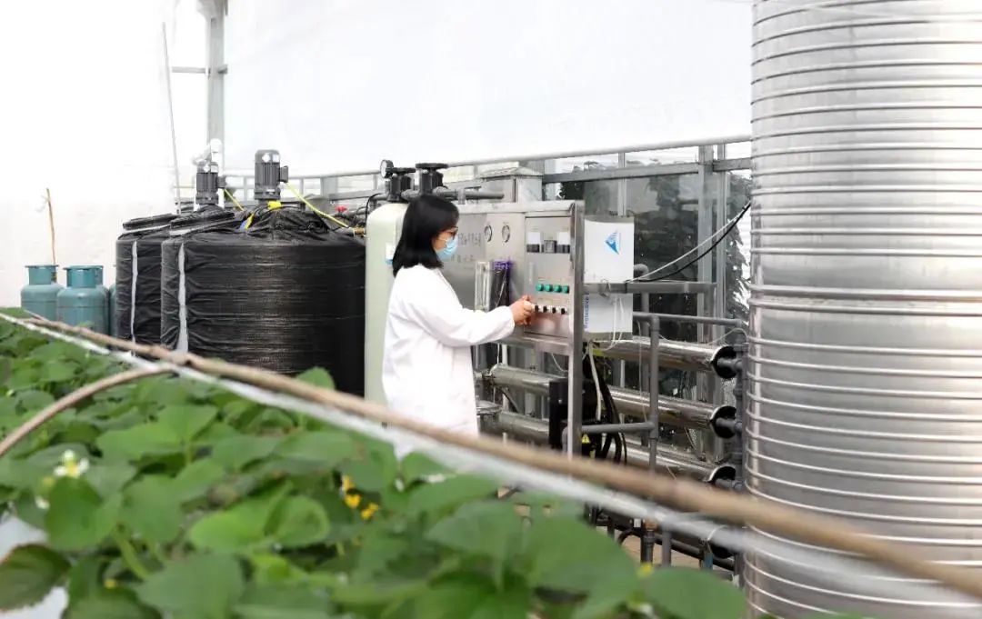 青岛采摘旅游攻略,青岛春节草莓采摘攻略