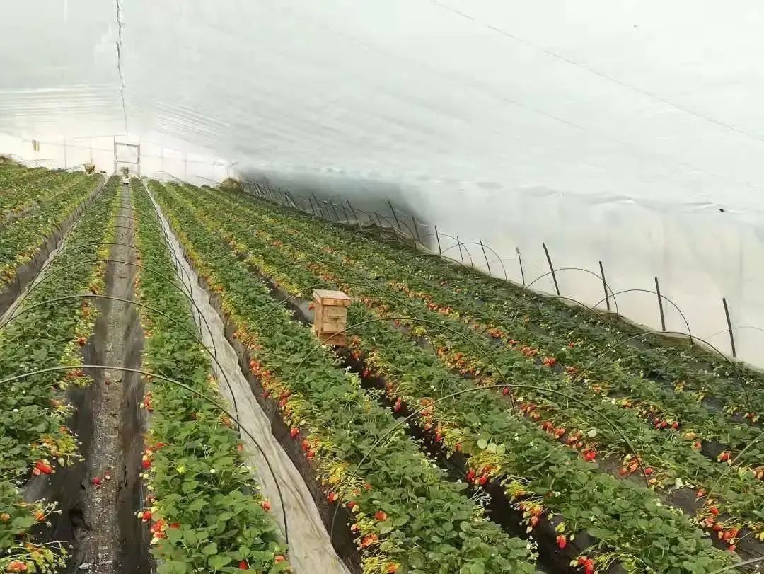 青岛采摘旅游攻略,青岛春节草莓采摘攻略