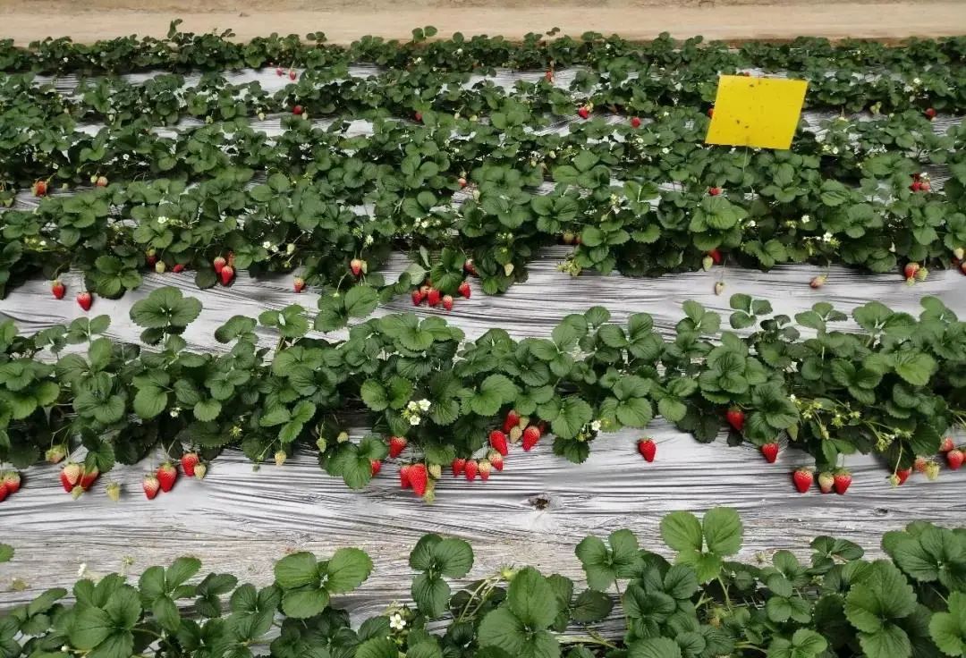 青岛采摘旅游攻略,青岛春节草莓采摘攻略