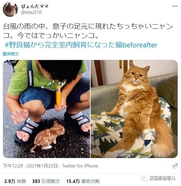 捡到小奶猫变身成男神,捡回来的小奶猫