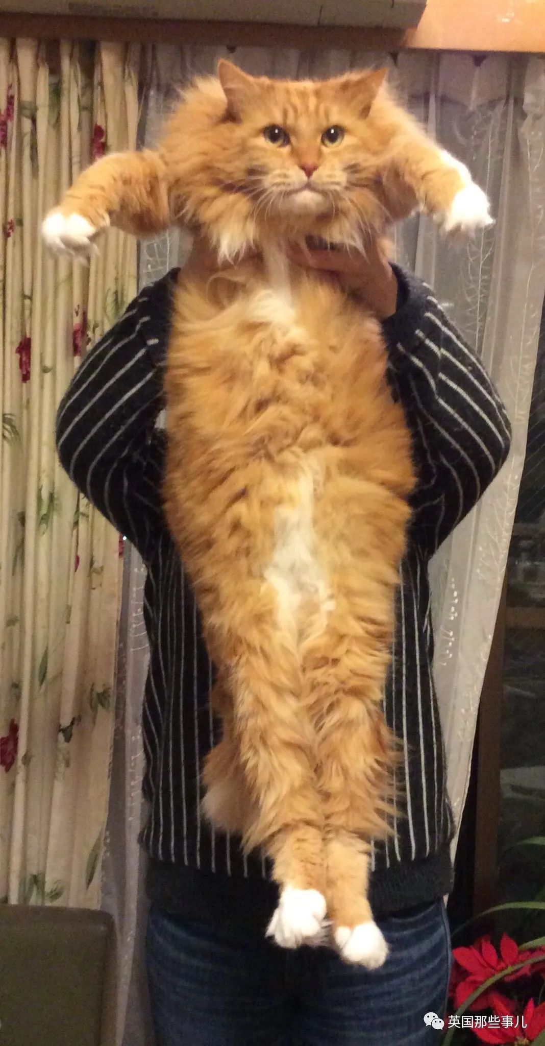 捡到小奶猫变身成男神,捡回来的小奶猫