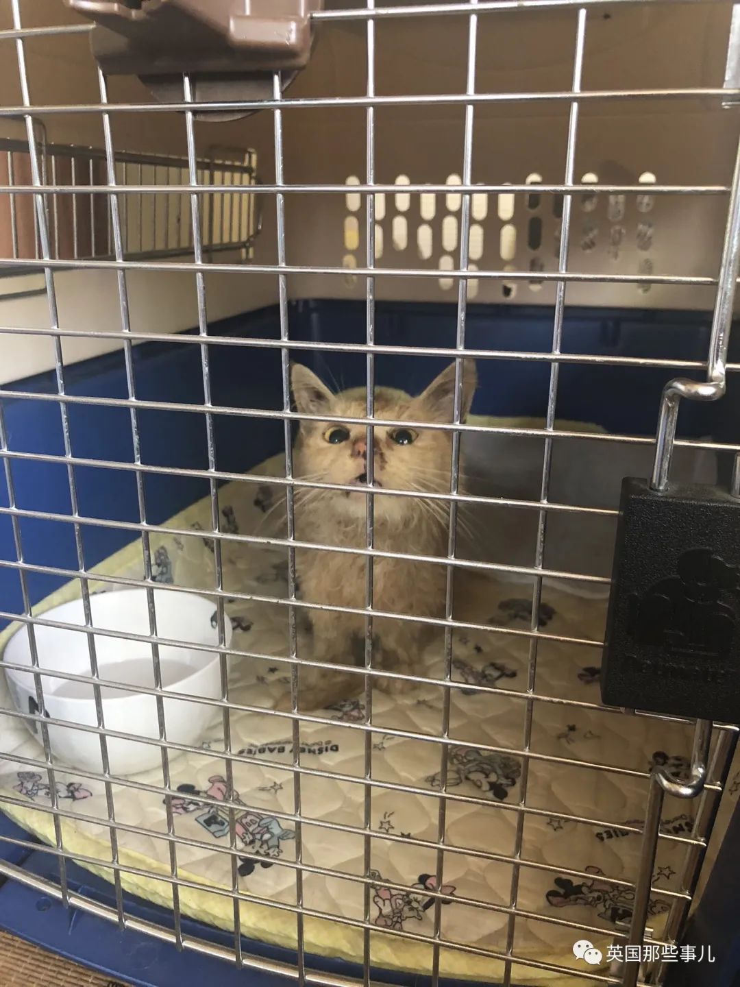 捡到小奶猫变身成男神,捡回来的小奶猫