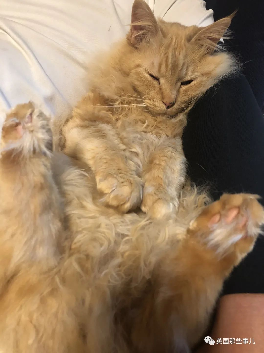 捡到小奶猫变身成男神,捡回来的小奶猫