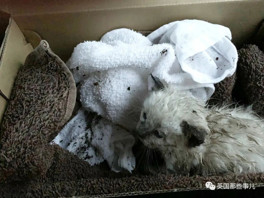 捡到小奶猫变身成男神,捡回来的小奶猫