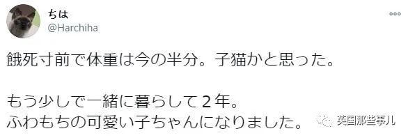 捡到小奶猫变身成男神,捡回来的小奶猫