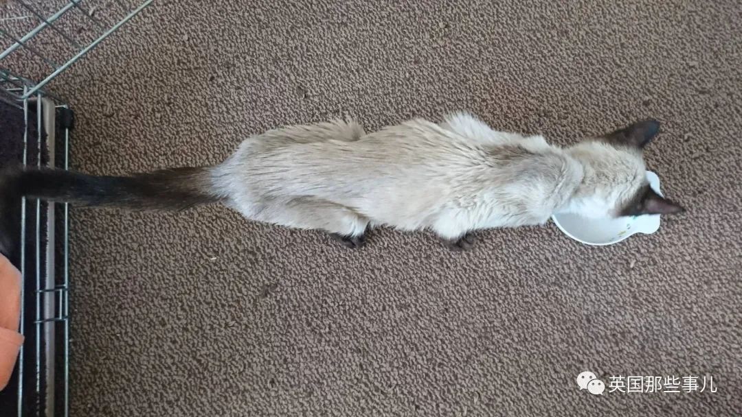 捡到小奶猫变身成男神,捡回来的小奶猫