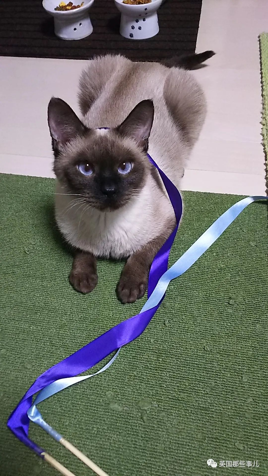 捡到小奶猫变身成男神,捡回来的小奶猫