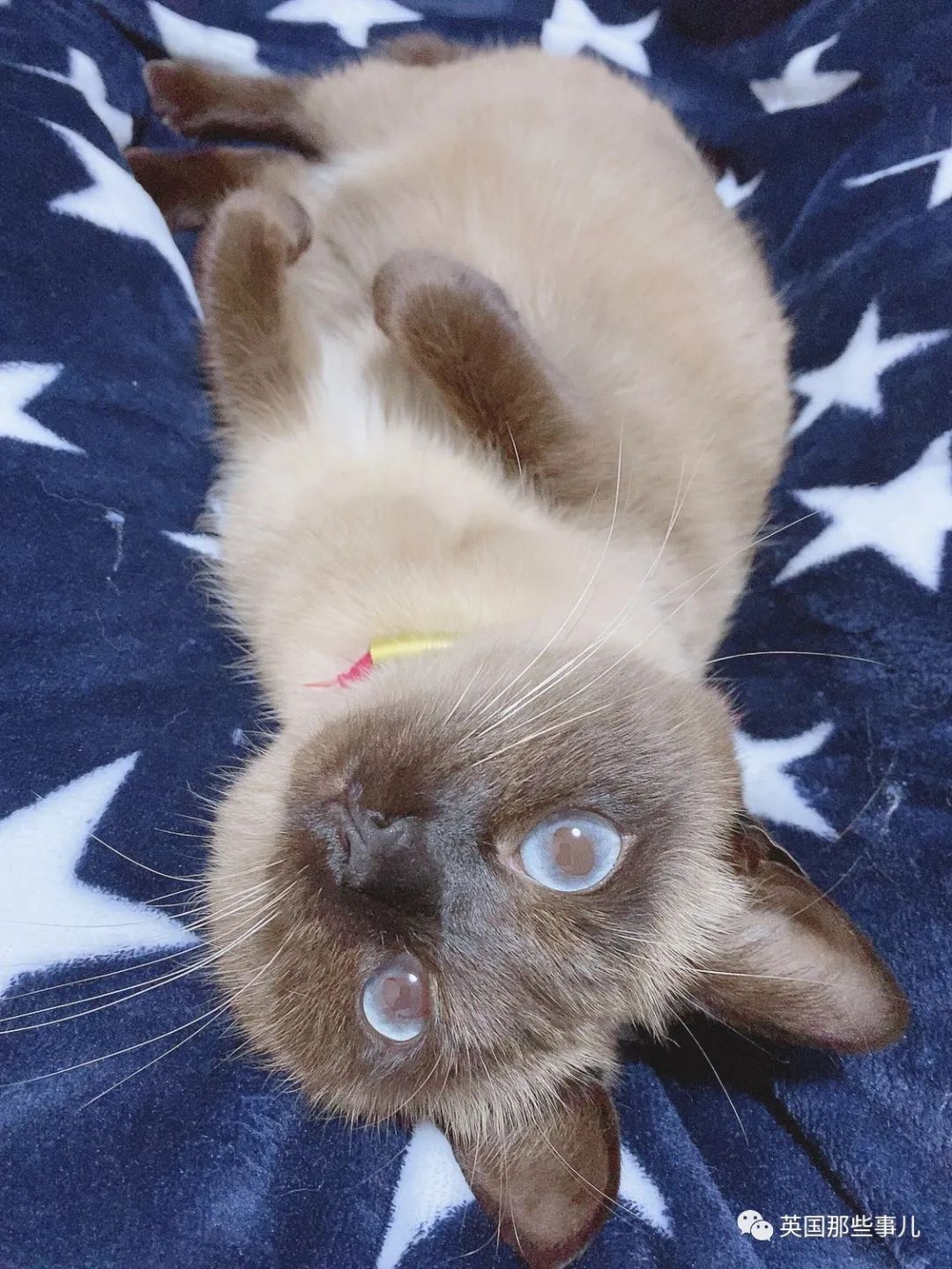 捡到小奶猫变身成男神,捡回来的小奶猫