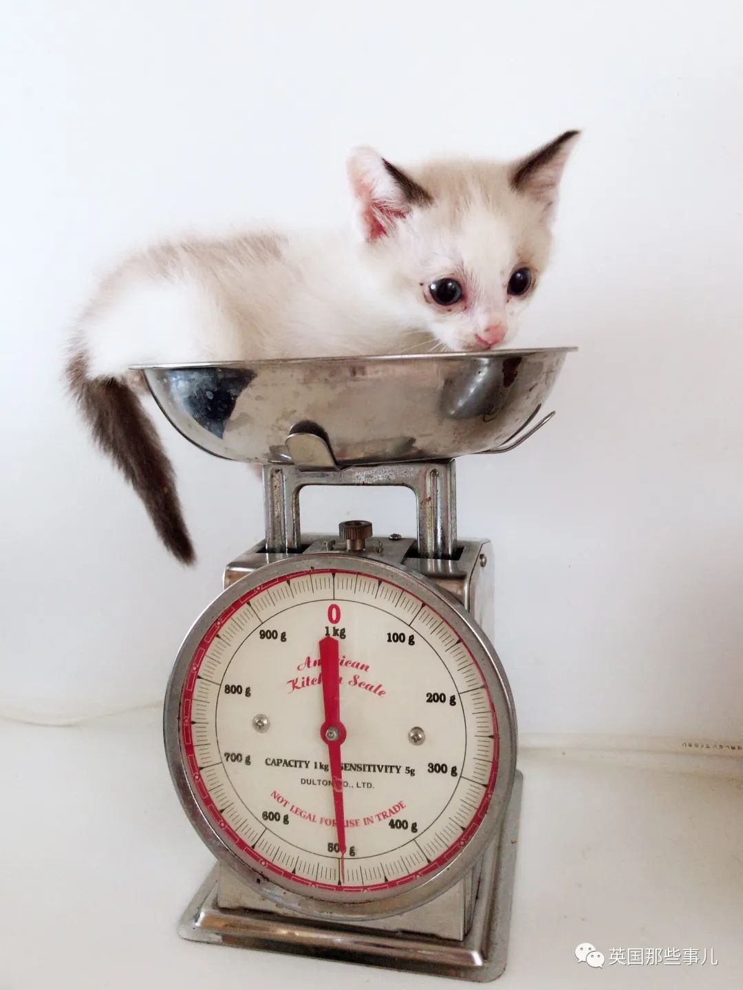 捡到小奶猫变身成男神,捡回来的小奶猫