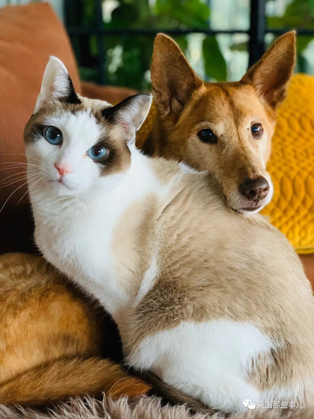 捡到小奶猫变身成男神,捡回来的小奶猫