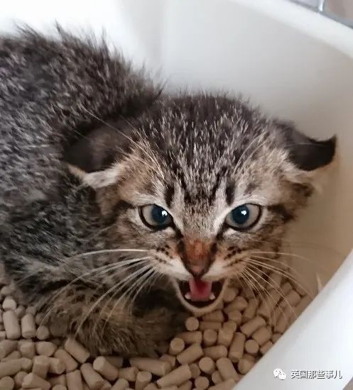 捡到小奶猫变身成男神,捡回来的小奶猫