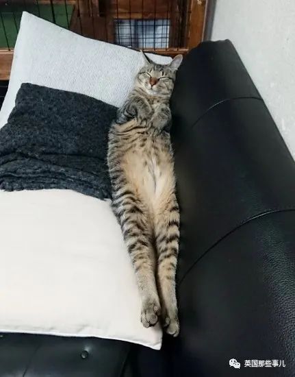 捡到小奶猫变身成男神,捡回来的小奶猫