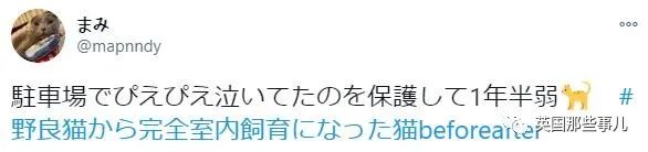 捡到小奶猫变身成男神,捡回来的小奶猫