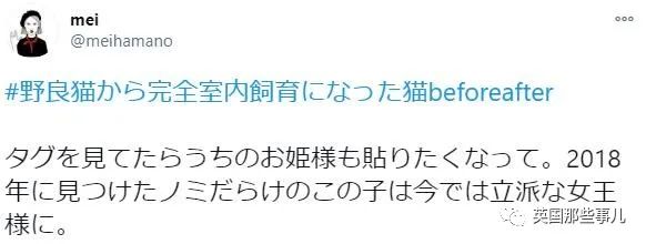 捡到小奶猫变身成男神,捡回来的小奶猫