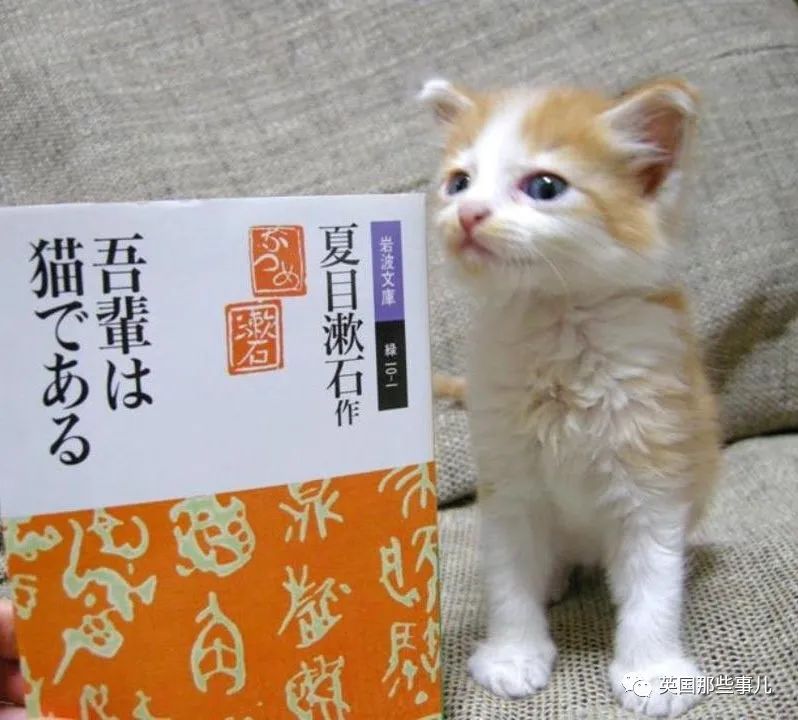 捡到小奶猫变身成男神,捡回来的小奶猫