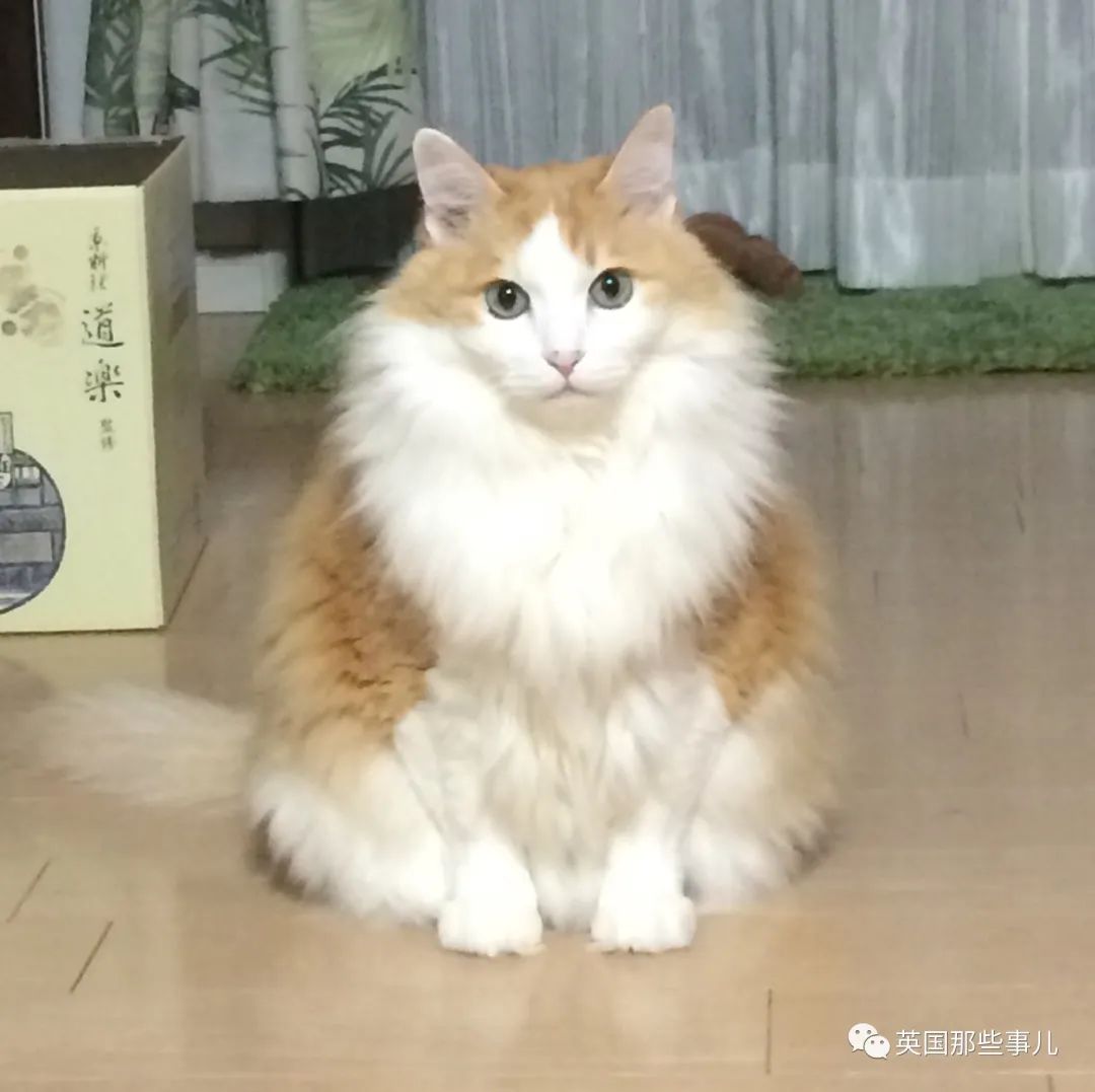 捡到小奶猫变身成男神,捡回来的小奶猫
